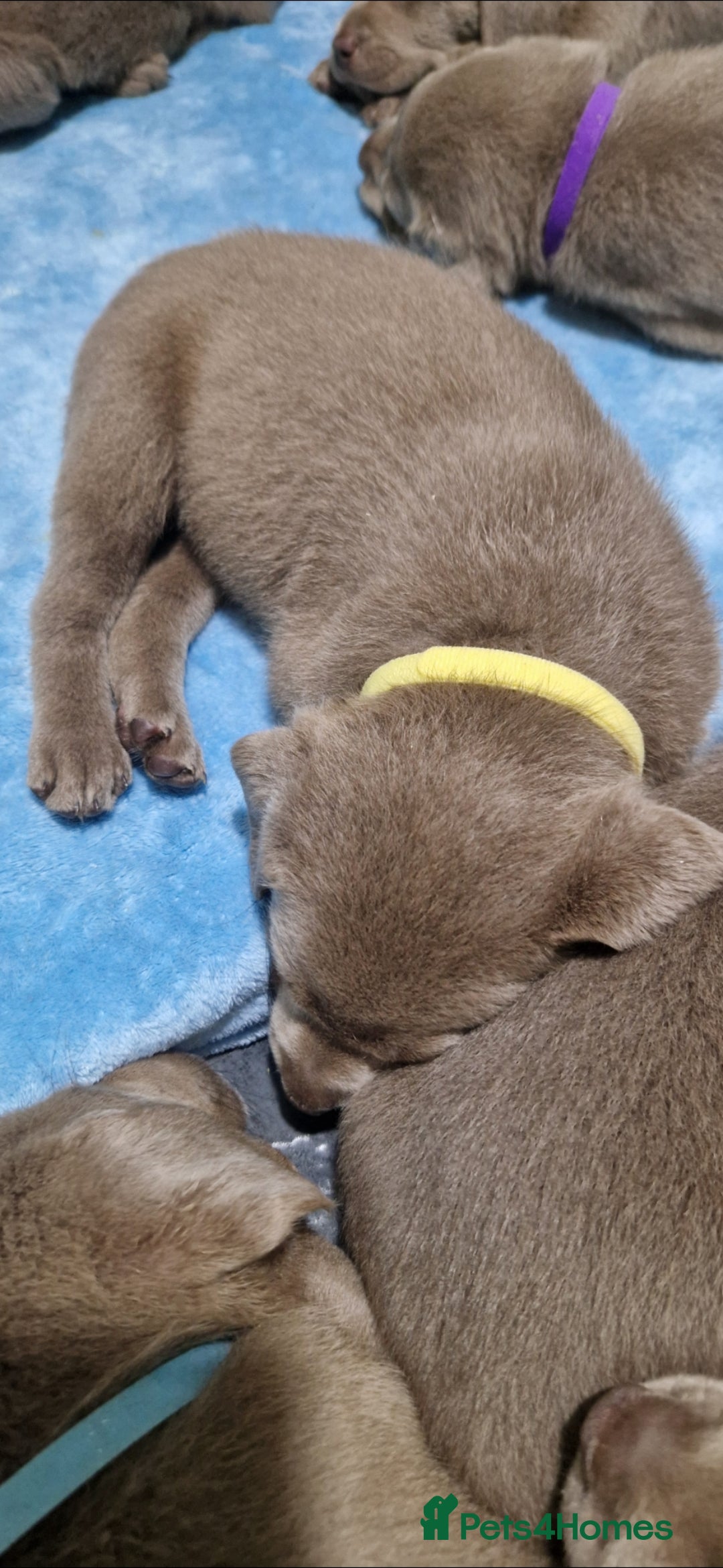 Labrador Retriever dogs for sale: Adorable Silver Labrador Puppies  - Image 23