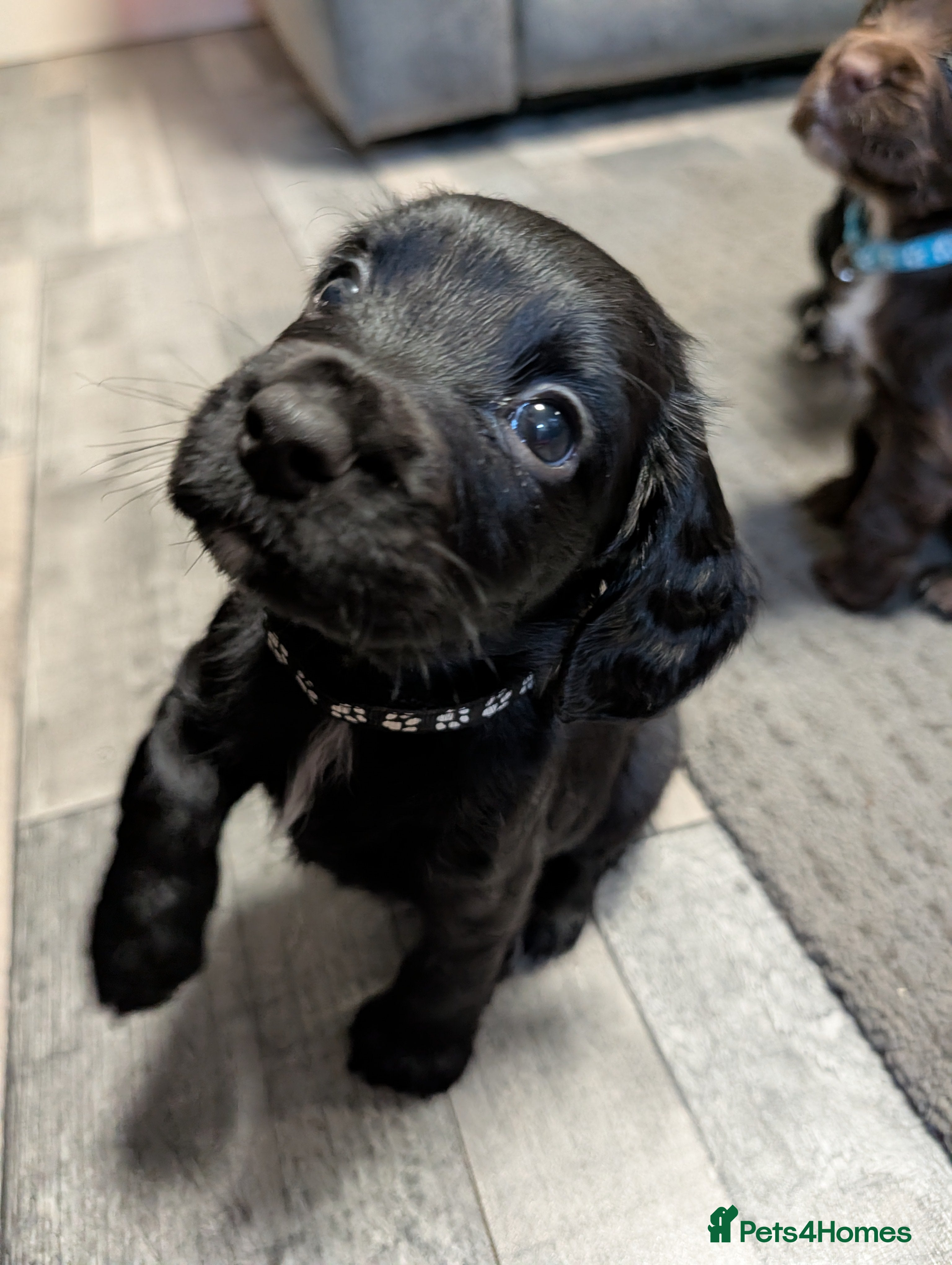 Sprocker dogs Sprocker spaniel - Advert 8