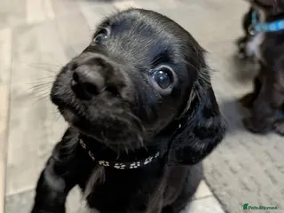 Sprocker dogs Sprocker spaniel - Advert 8