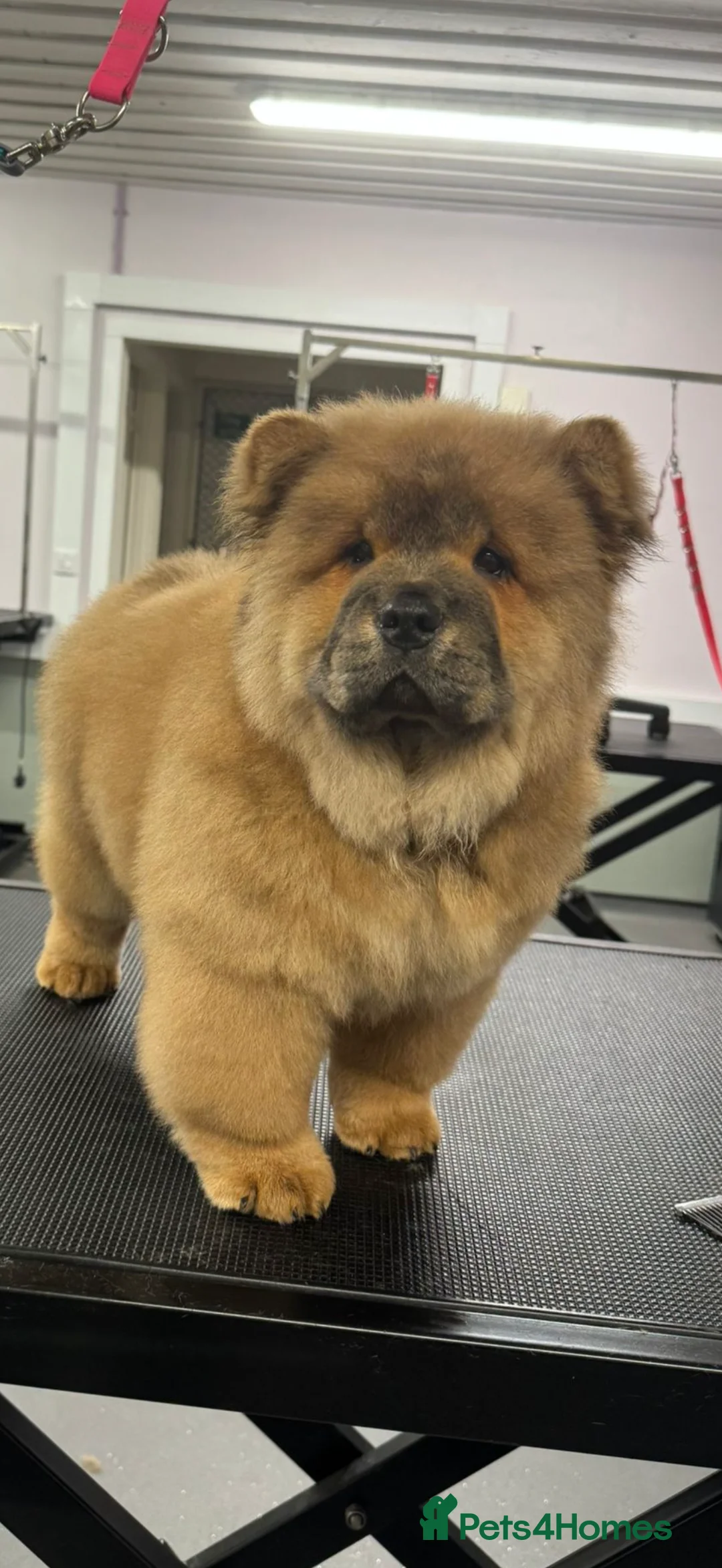 Chow Chow dogs for sale: Beautiful chow chow puppies  - Advert 2