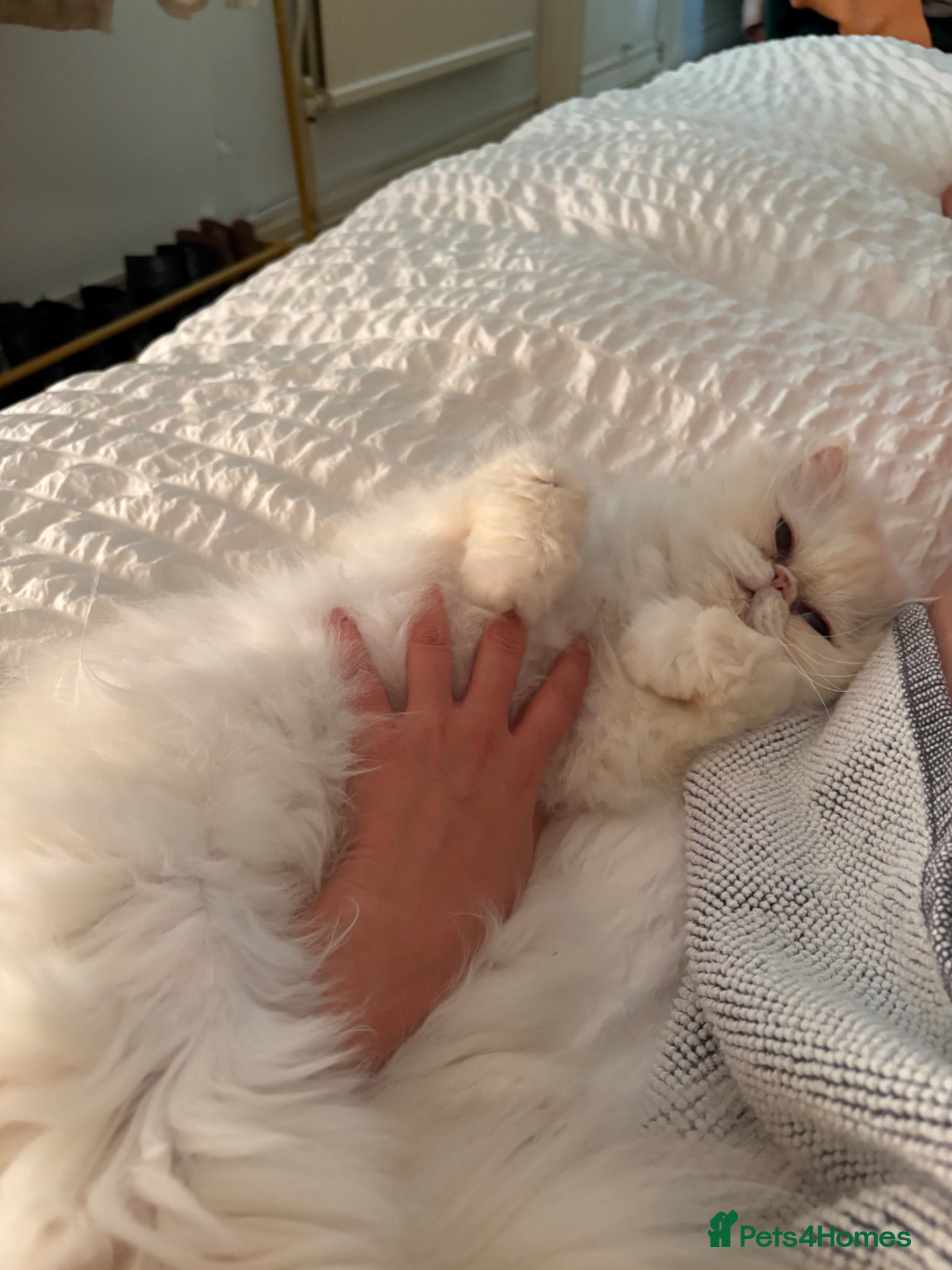Persian cats Affectionate Persian Female  - Advert 2