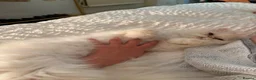 Persian cats for sale: Affectionate Persian Female  in London - Advert 1