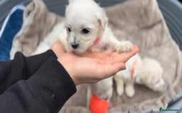Bichon Frise dogs for sale: Beautiful Bichon Frise only 1 available  - Image 30