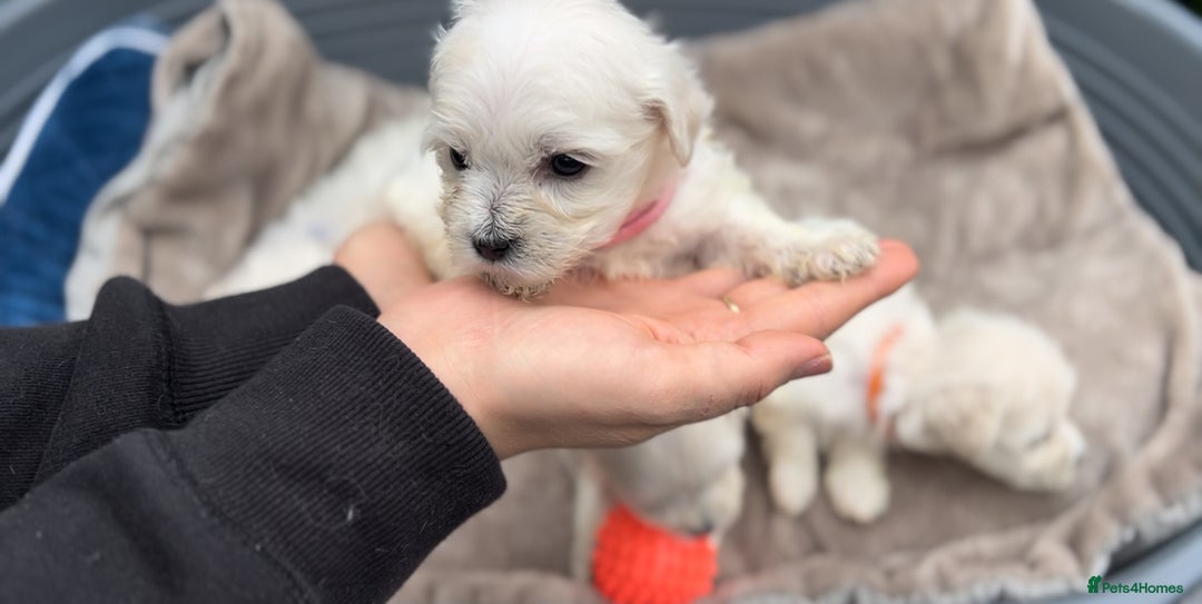 Bichon Frise dogs for sale: Beautiful Bichon Frise only 1 available  - Image 30