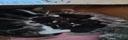 Mixed Breed cats for sale: Adorable beautiful kittens  - Advert 2