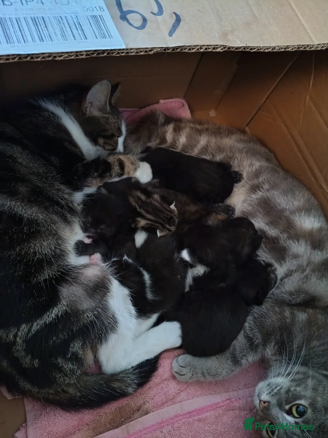 Mixed Breed cats for sale: Adorable beautiful kittens  - Advert 2