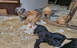 Cockapoo dogs for sale: Cockapoo puppies  - Image 8