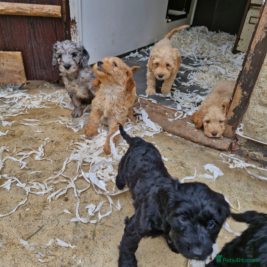 Cockapoo dogs for sale: Cockapoo puppies  - Image 8