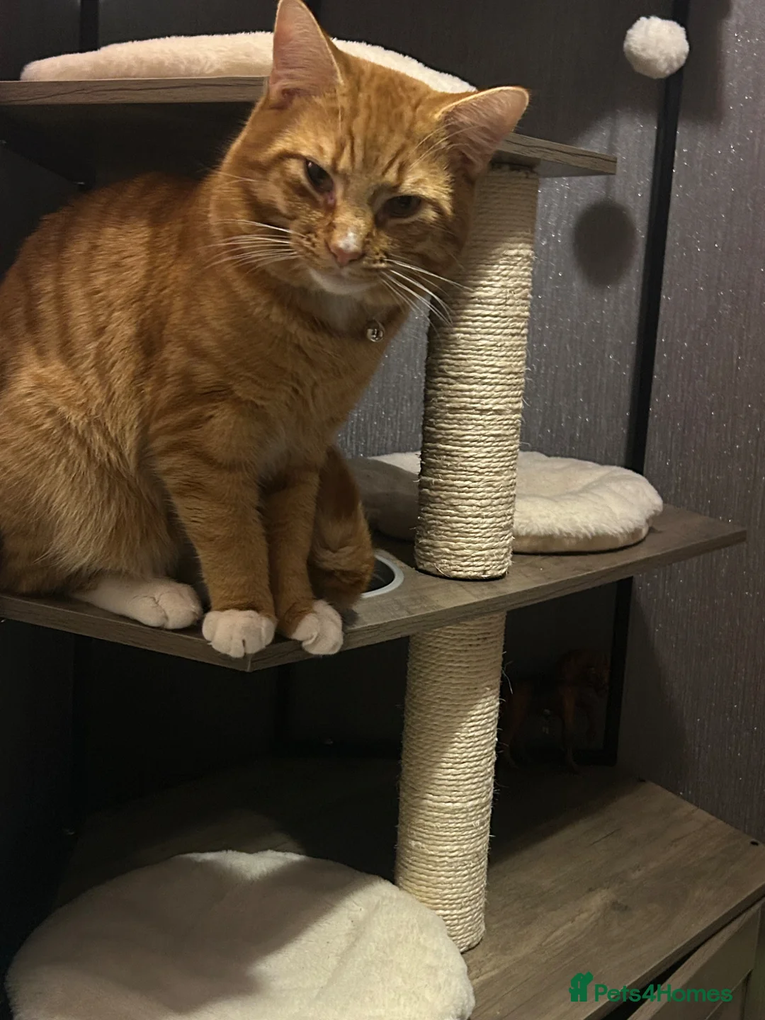 Domestic Shorthair cats for sale: Male cat 10 months in Burton-on-Trent - Advert 3