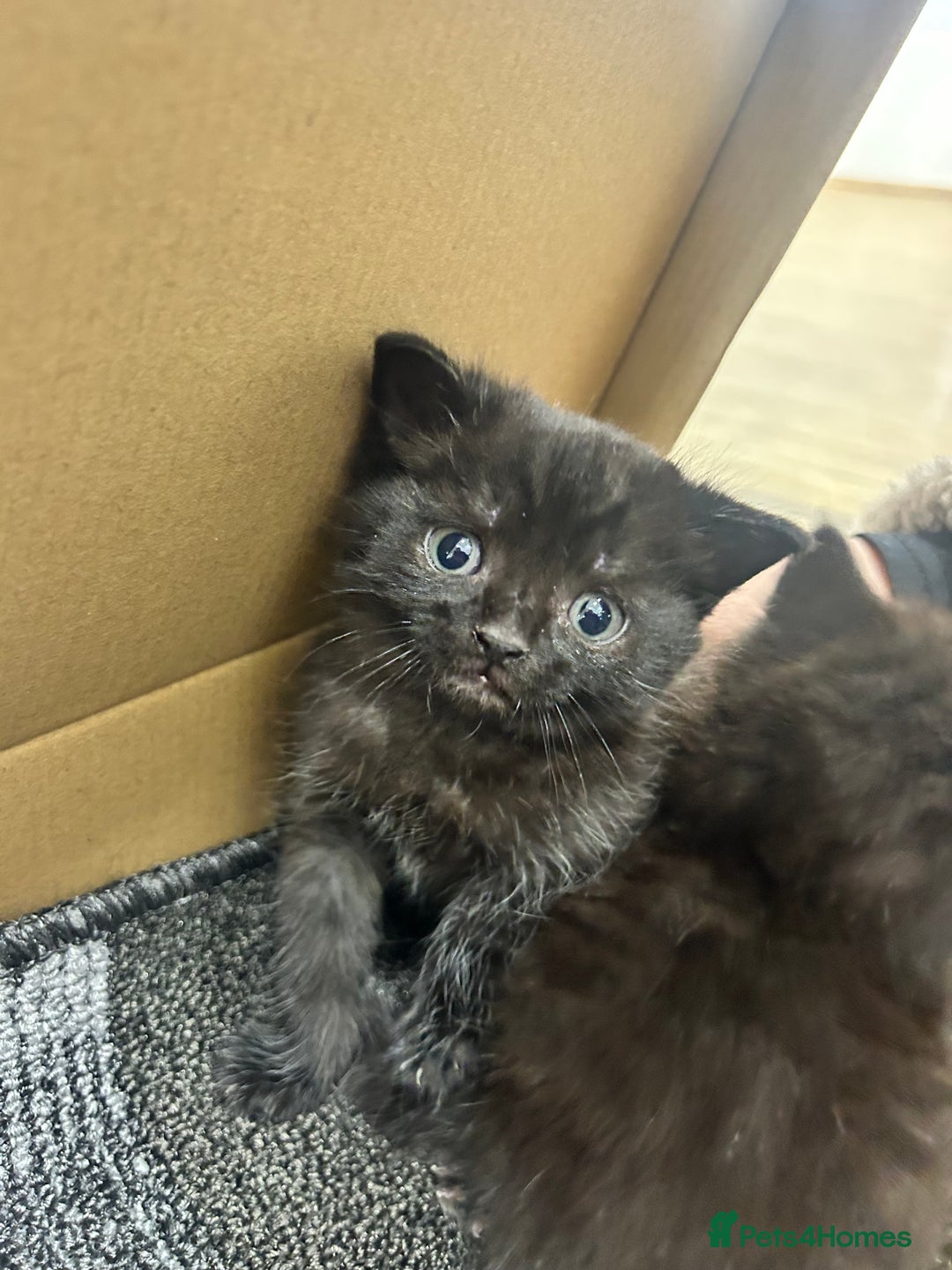 Mixed Breed cats for sale: Beautiful Kittens Available – Loving Homes Wanted - Advert 1