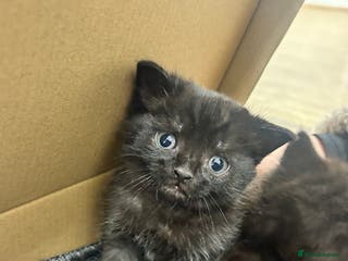 Mixed Breed cats Beautiful Kittens Available – Loving Homes Wanted - Advert 8