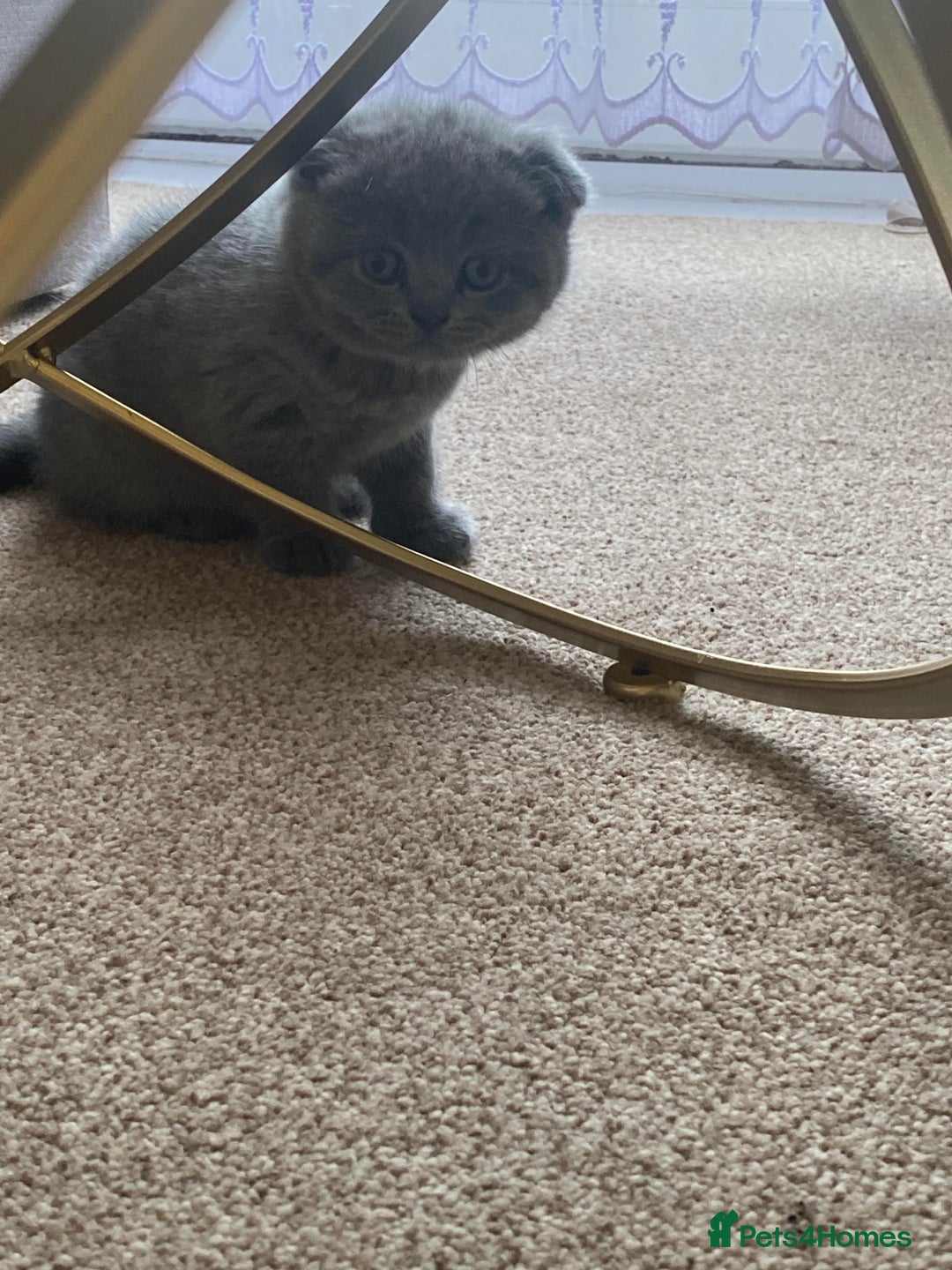 Scottish Fold cats for sale: Gorgeous Scottish Kittens - Image 9
