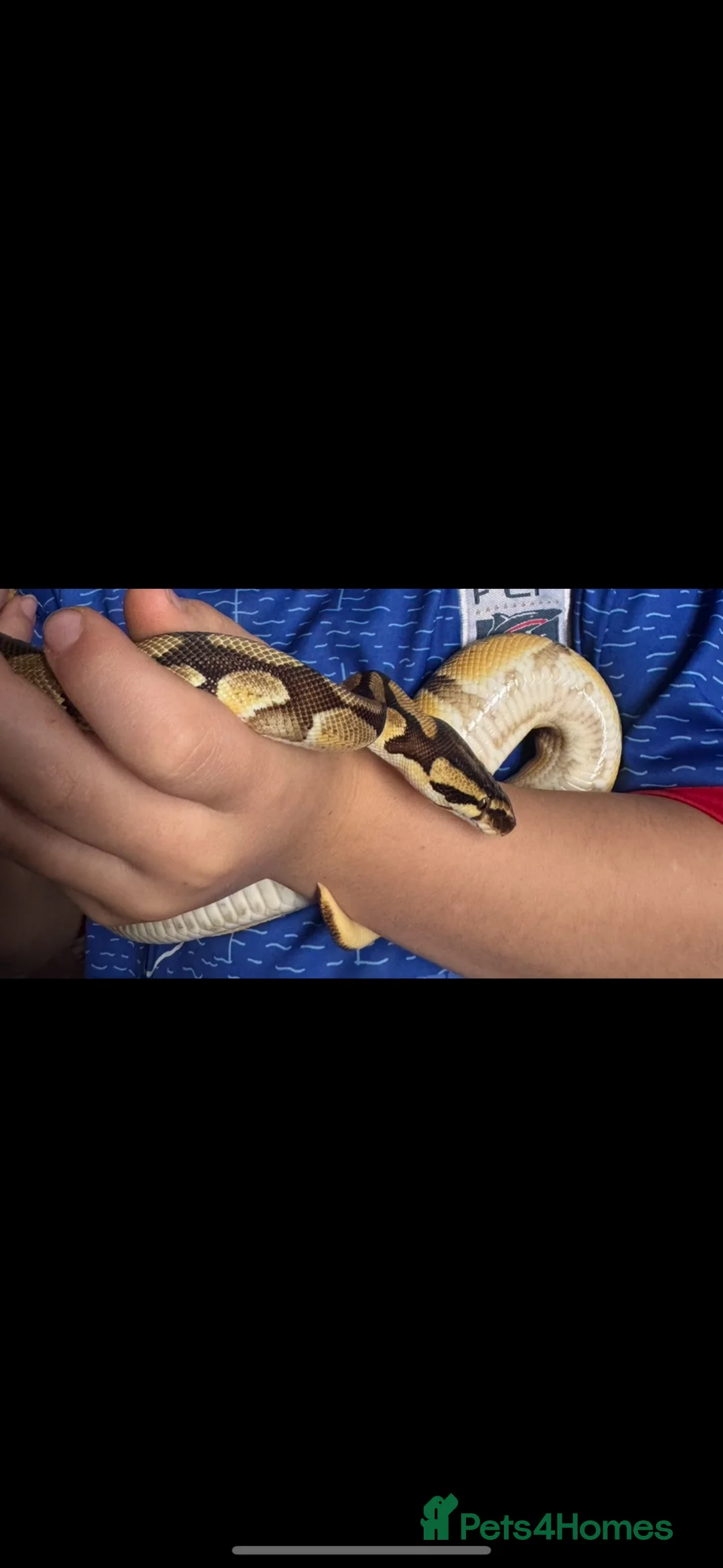 Python Snake reptiles for sale: Puzzle het pied snake for sale 1 year old  - Advert 4