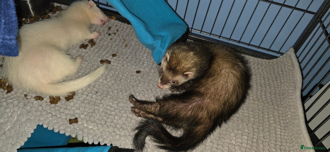 Ferret rodents for sale: 2x male ferrets. With cage. - Image 3