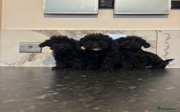 Maltipoo dogs for sale: Toy maltipoo puppies (toy poodle) - Image 3