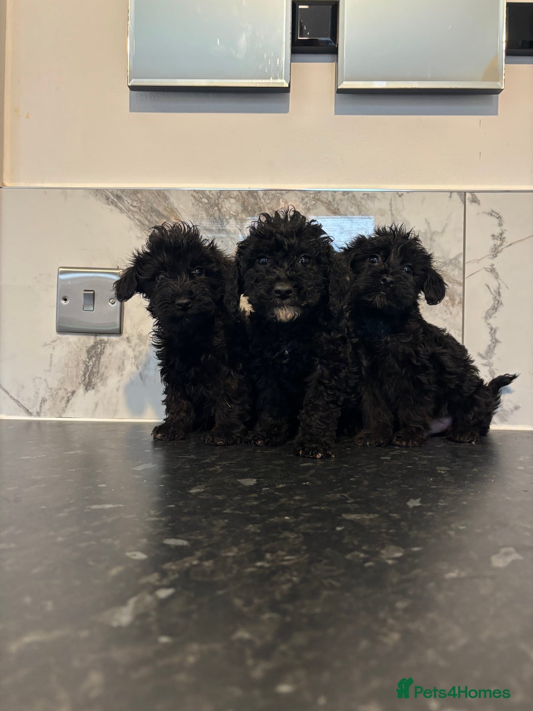 Maltipoo dogs for sale: Toy maltipoo puppies (toy poodle) - Image 3