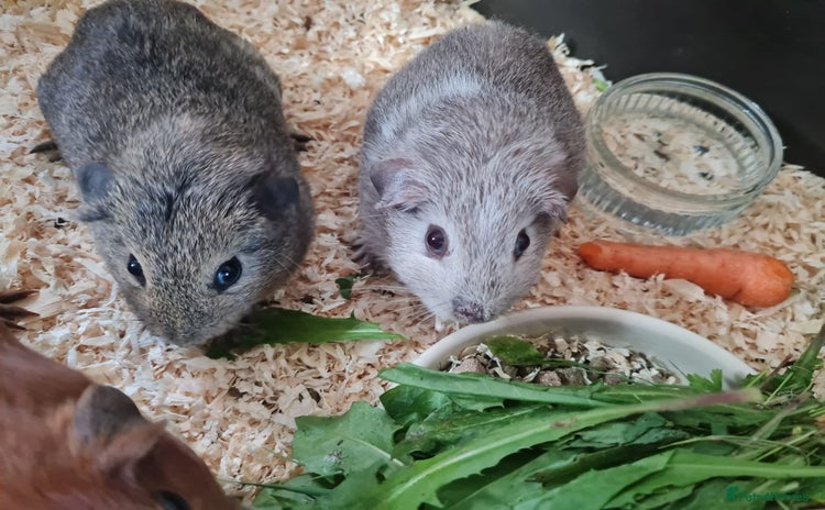Guinea Pig rodents - Advert 6