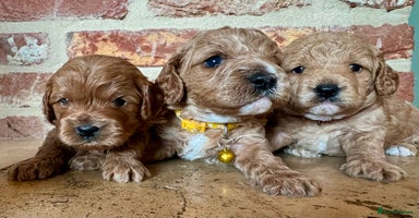 Cavapoo dogs - Advert 8