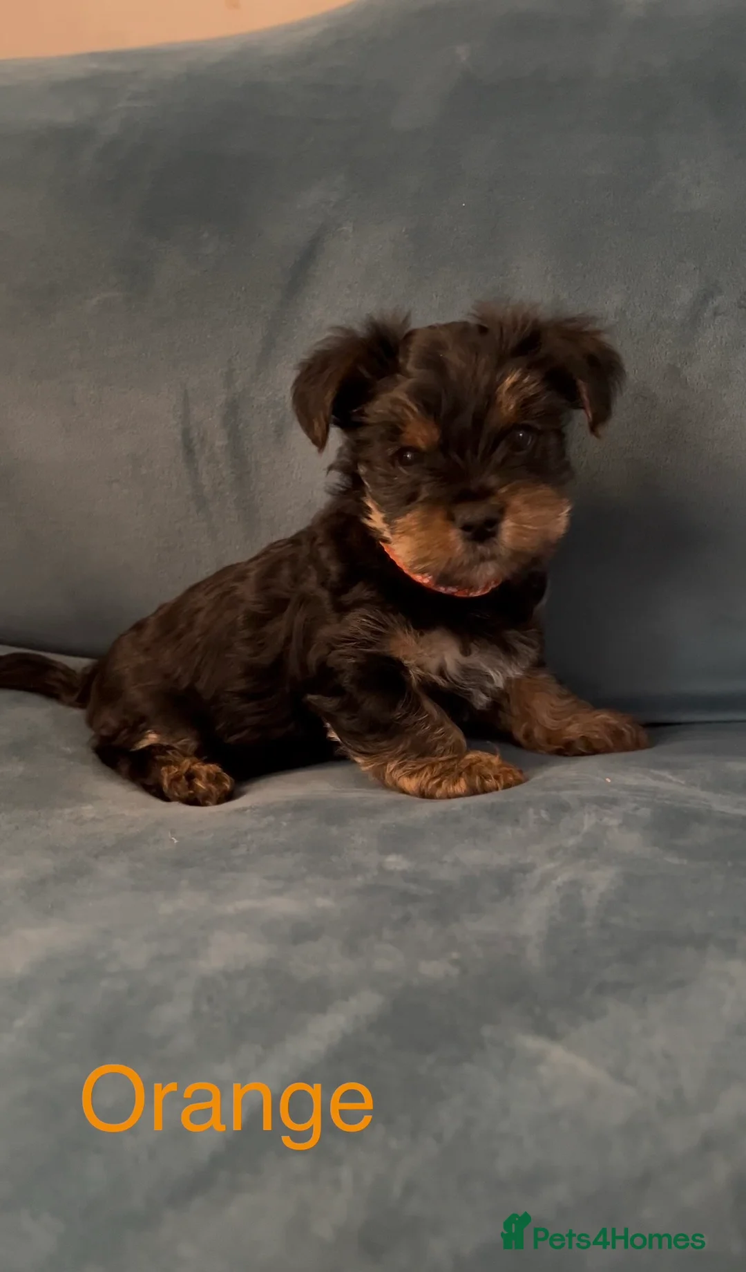 Yorkshire Terrier dogs for sale: READY NOW !! MINI YORKSHIRE TERRIERS FOR SALE - Advert 7