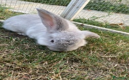 English Lop rabbits for sale: grey lop for sale  - Image 4