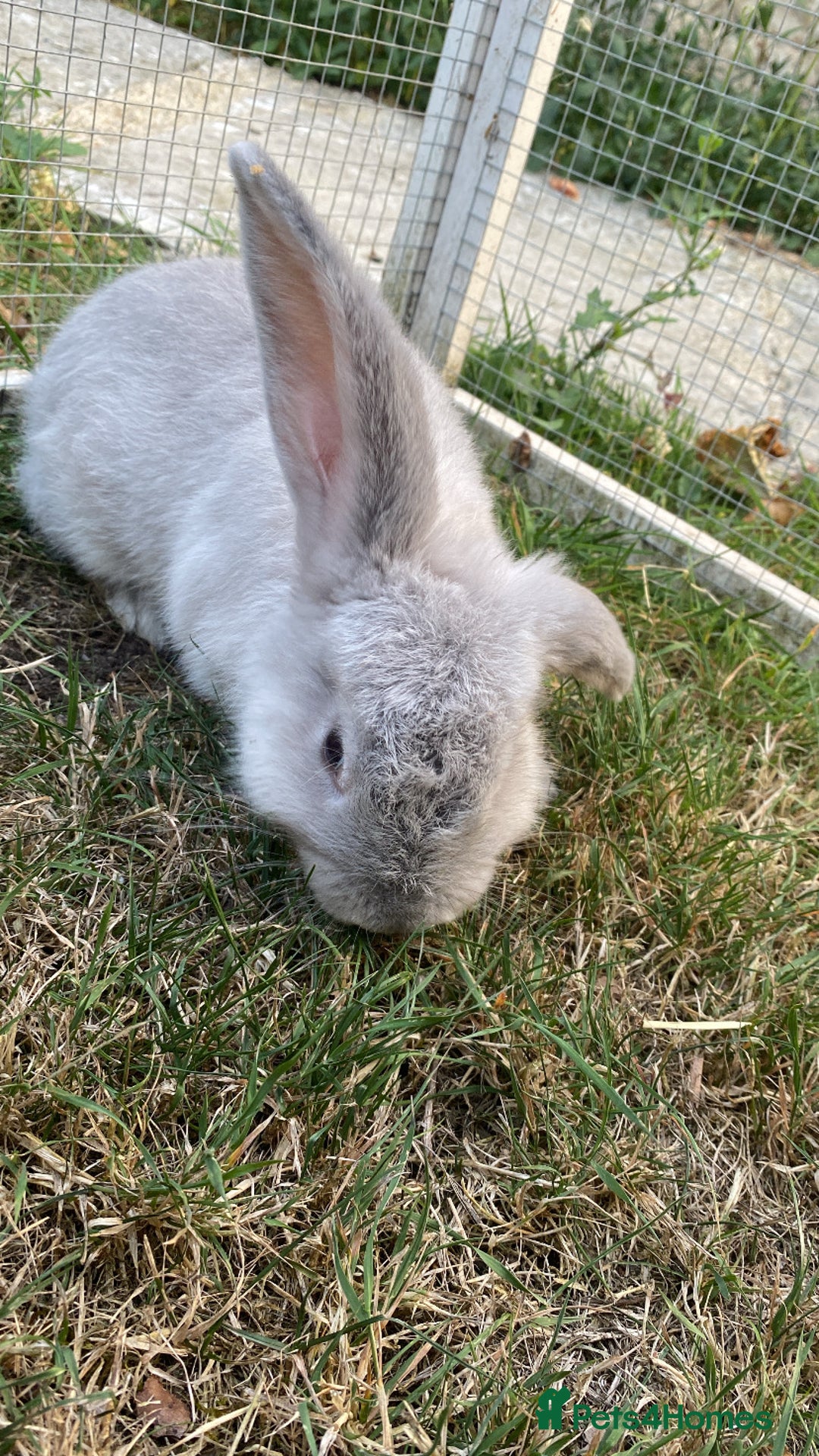 English Lop rabbits for sale: grey lop for sale  - Image 4