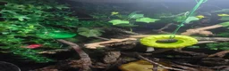 Frog reptiles for sale: Whites tree frogs x 3 and full set up - Advert 12