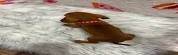 Miniature Dachshund dogs for sale: ⭐️Beautiful Kaninchen Pups READY NOW - Advert 15
