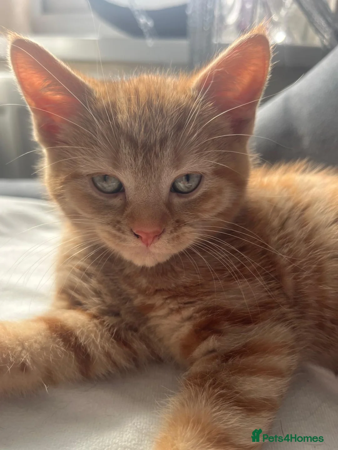 Mixed Breed cats for sale: 3 kittens for sale  - Advert 1