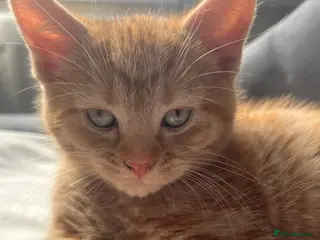 Mixed Breed cats 3 kittens for sale - Advert 2