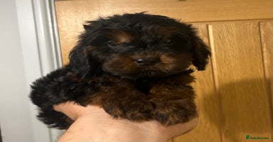 Cockapoo dogs - Advert 8