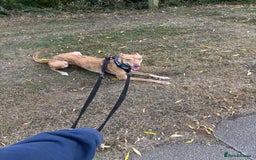 Mixed Breed dogs for sale: Bull greyhound/collie  - Image 1