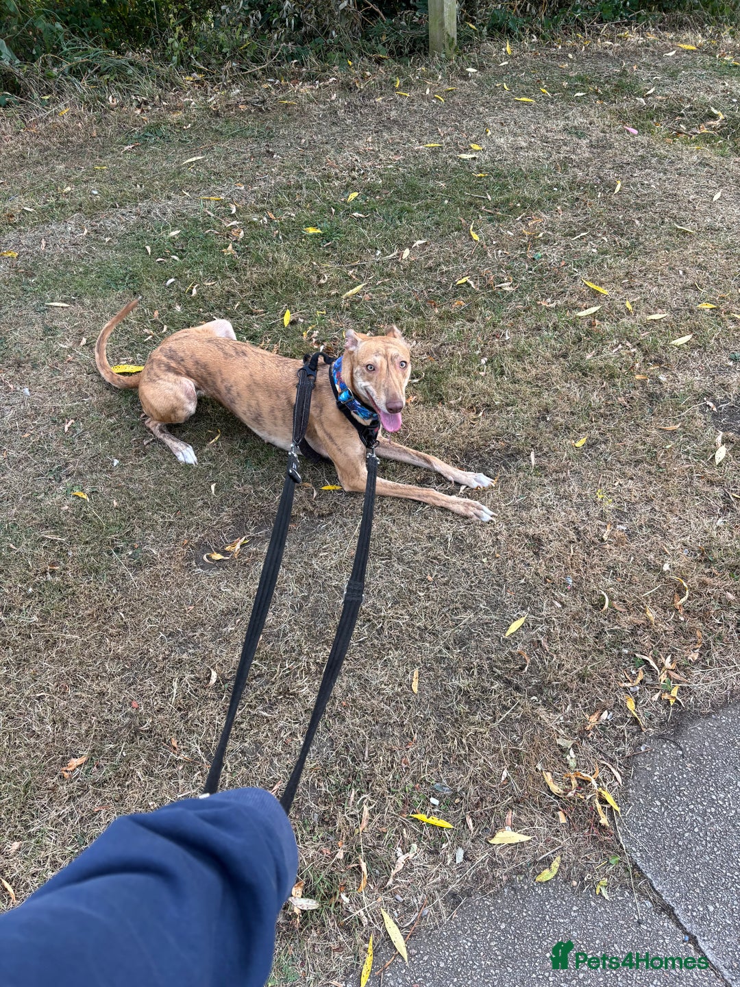 Mixed Breed dogs for sale: Bull greyhound/collie  - Image 1