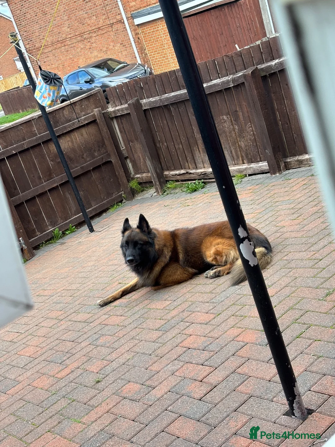 Mixed Breed dogs for sale: Belgian shepherd  in Houghton le Spring - Advert 1