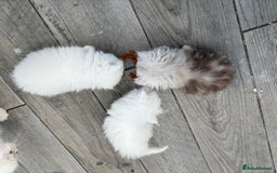 Persian cats for sale: Pure chinchilla doll face Persian kittens - Image 23