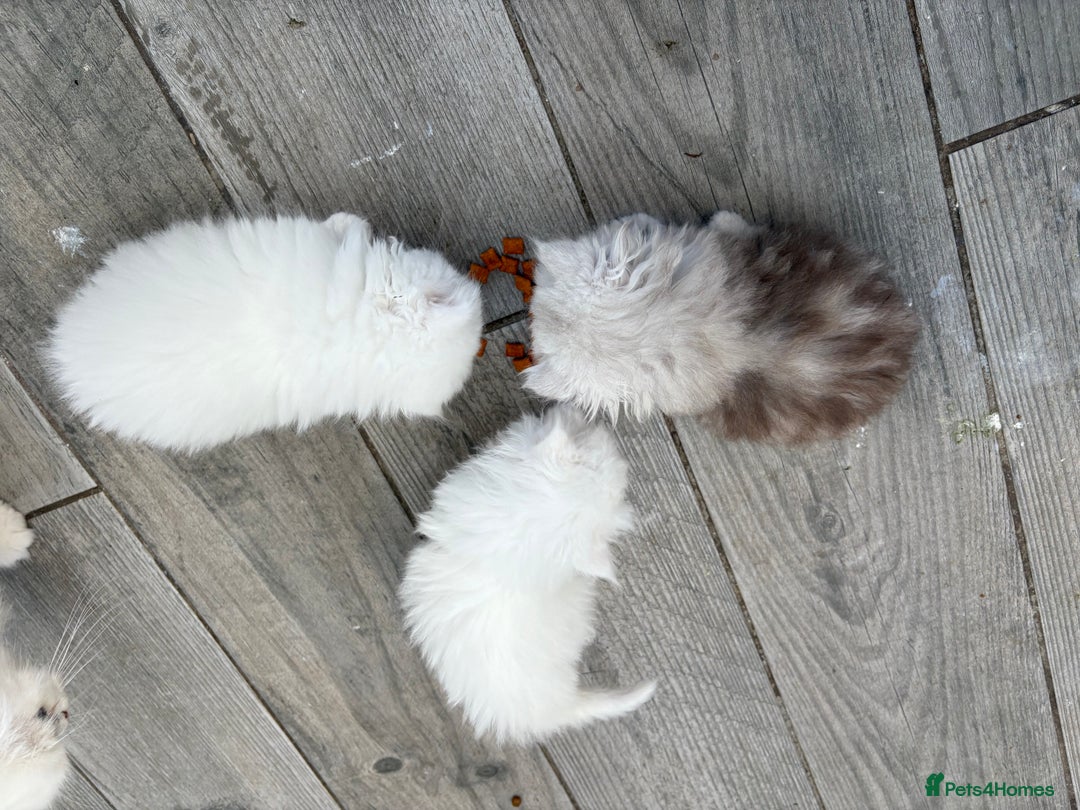 Persian cats for sale: Pure chinchilla doll face Persian kittens - Image 23