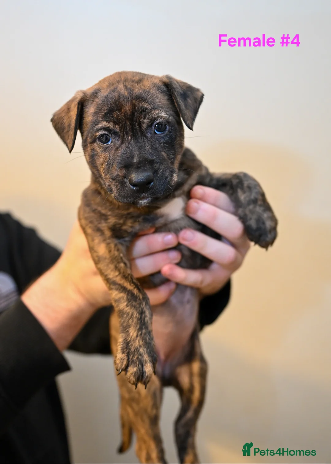 Mixed Breed dogs for sale: 5 Female Bull Lurcher Puppies for Sale - Advert 7