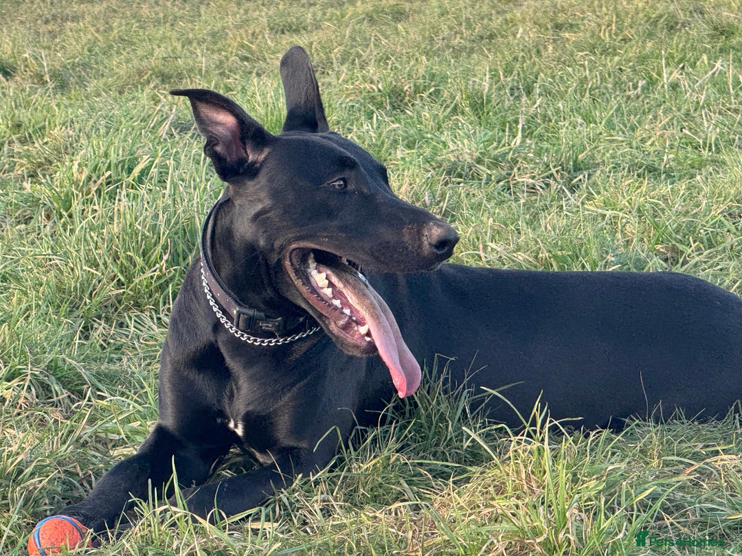 Mixed Breed dogs for sale: German shepherd cross staff  - Advert 4