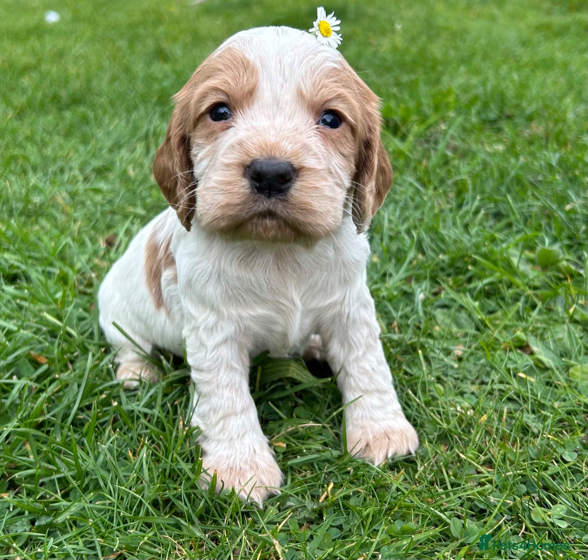 Cocker Spaniel dogs KC Registered Working Cocker Spaniel Puppies  - Advert 1