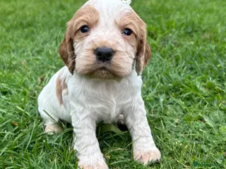 Cocker Spaniel dogs KC Registered Working Cocker Spaniel Puppies - Advert 6