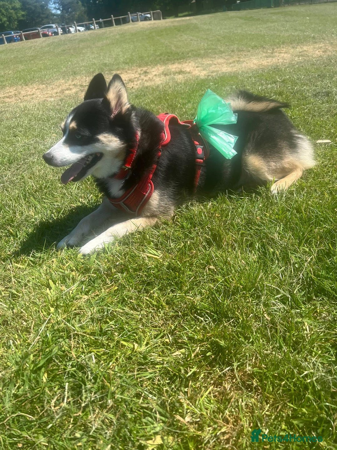 Mixed Breed dogs for sale: 3 year old spayed Pomsky - Advert 2