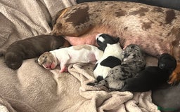 Mixed Breed dogs for sale: Doxiepoo’s  - Image 2