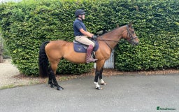 Irish Sports horses for sale: Super safe schoolmaster  - Image 1