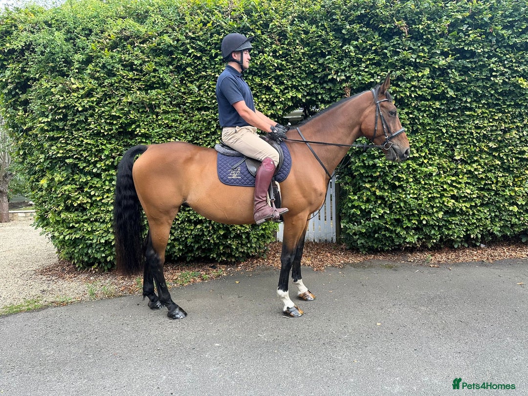 Irish Sports horses for sale: Super safe schoolmaster  - Image 1