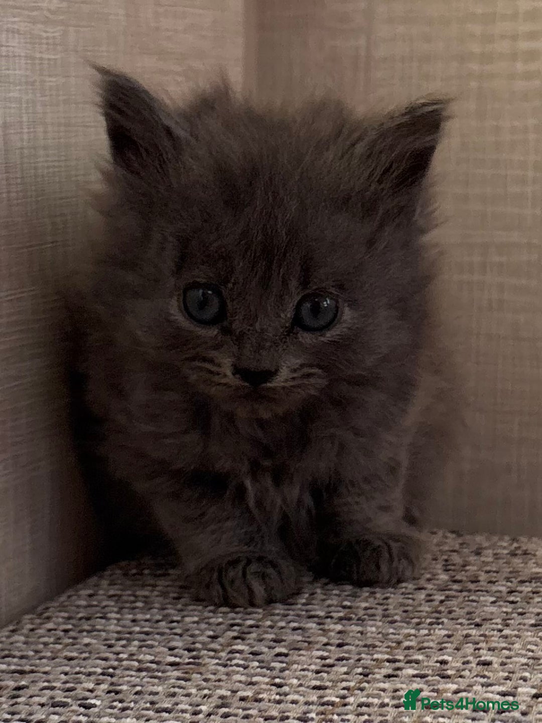 British Shorthair cats for sale: British Shorthair Kittens. - Advert 20