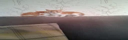 Mixed Breed cats for sale: 2 beautiful ginger and white kittens - Advert 6