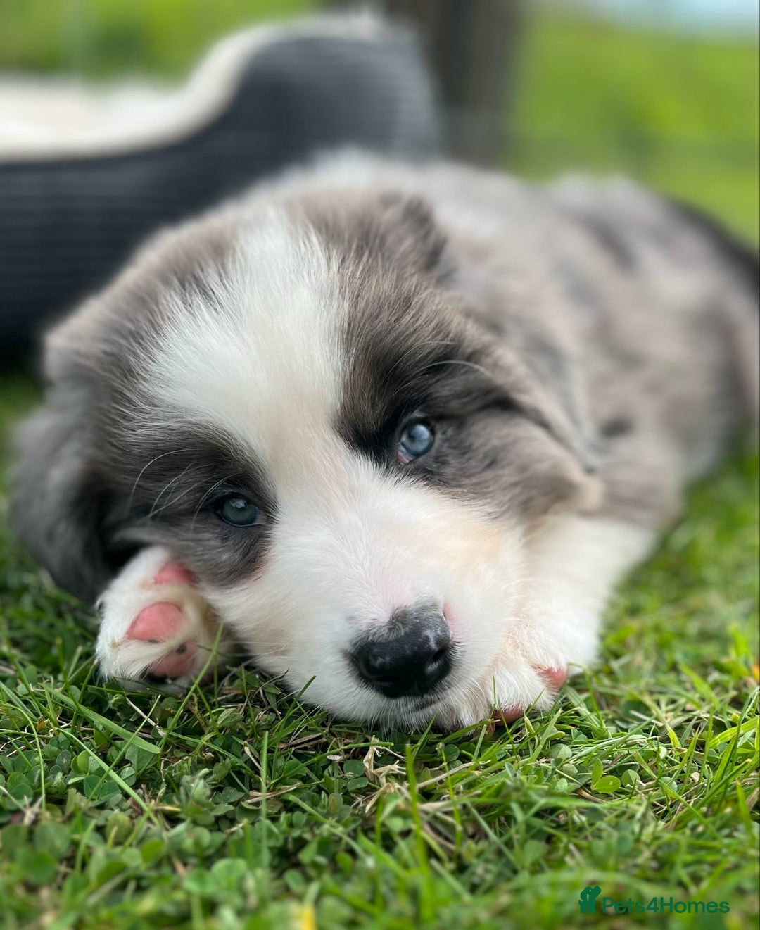 Bernese Mountain Dog dogs for sale: Stunning Chunky Bordernese Puppies - Image 32
