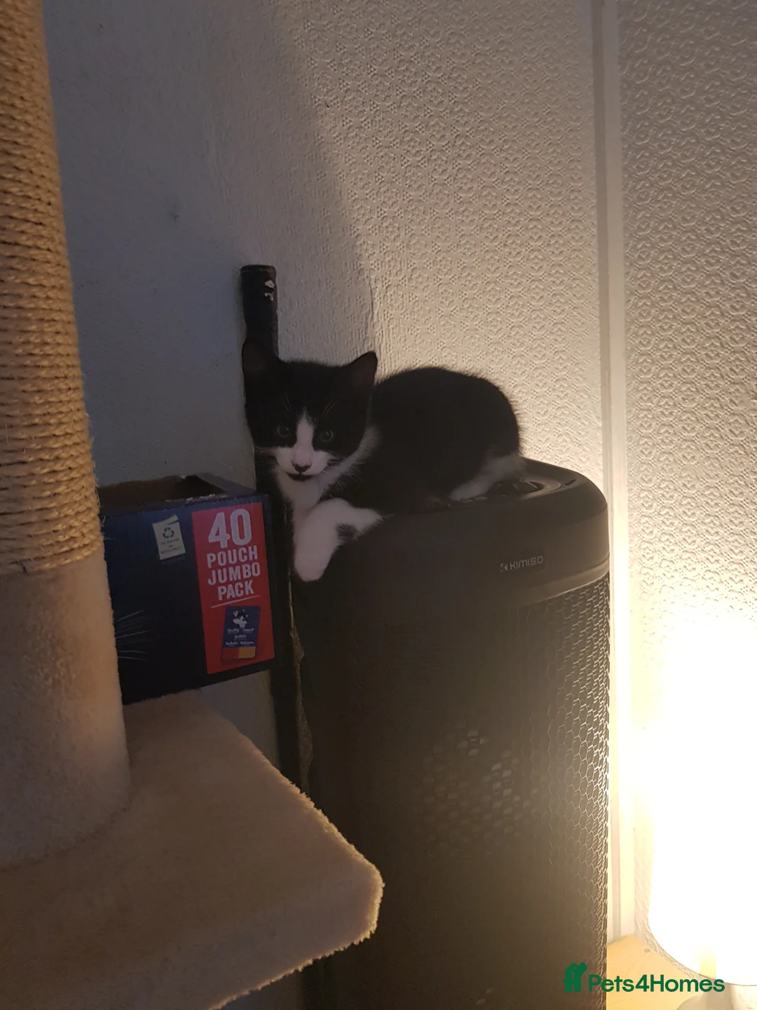 European cats for sale: 3 Adorable Kittens Looking for a Loving Home - Advert 2