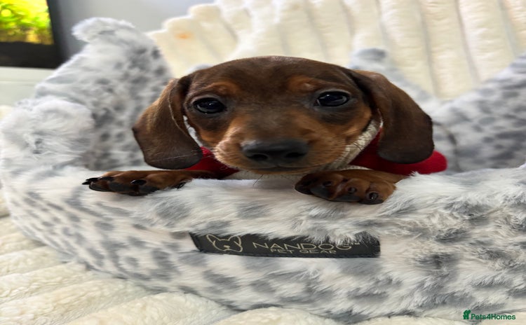 Miniature Dachshund dogs - Advert 2