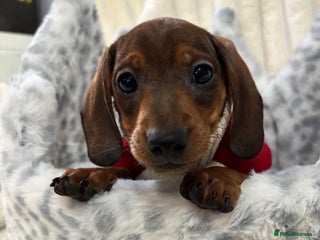 Miniature Dachshund dogs - Advert 14