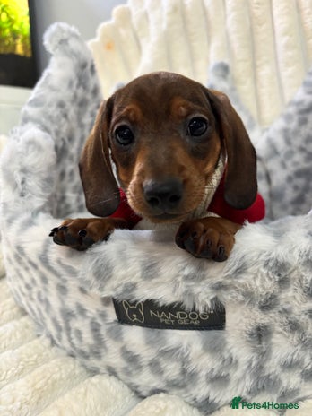 Miniature Dachshund dogs - Advert 2